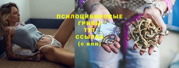 индика Ельня